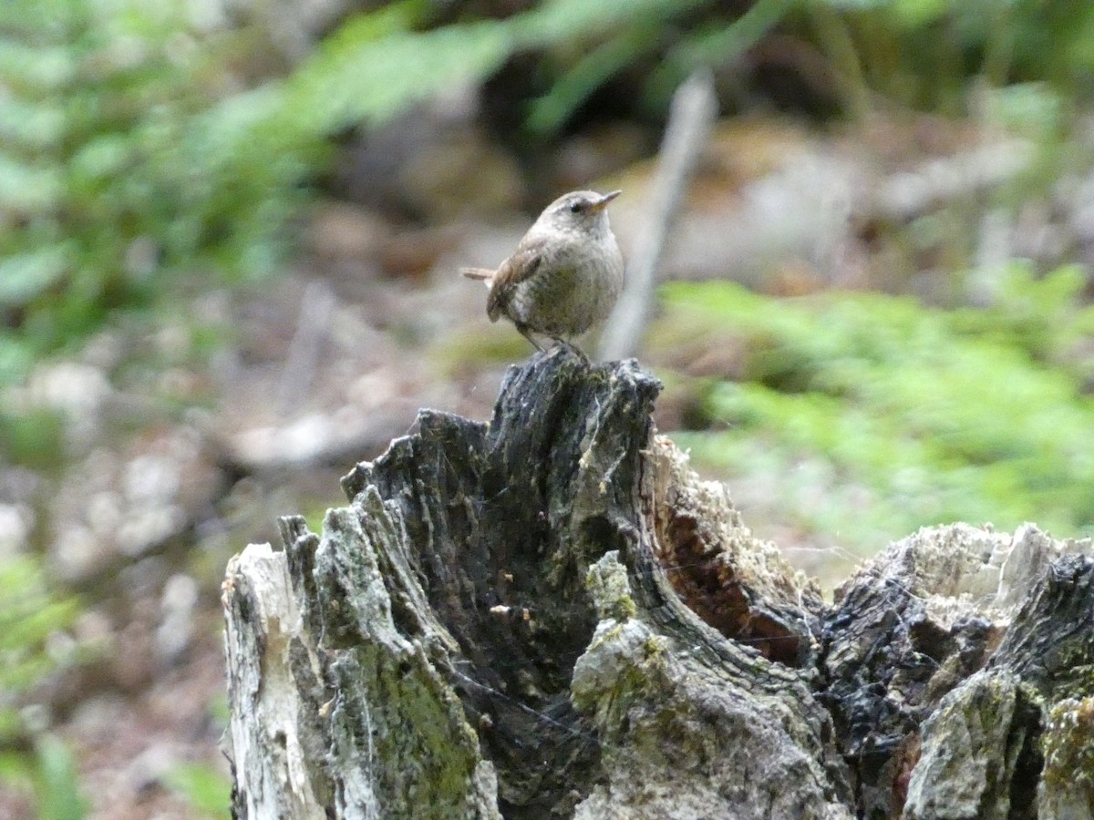 フユミソサザイ - ML581250941