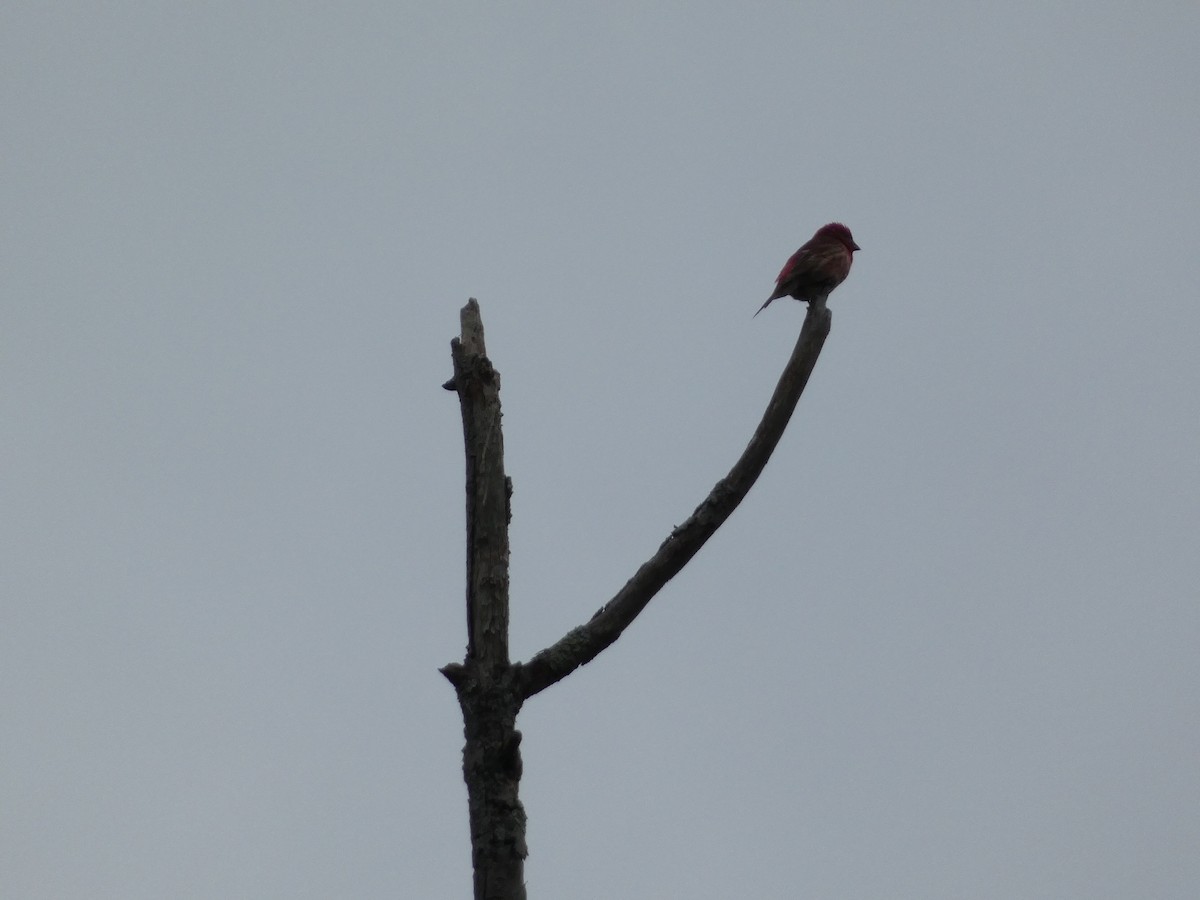 ムラサキマシコ - ML581251081