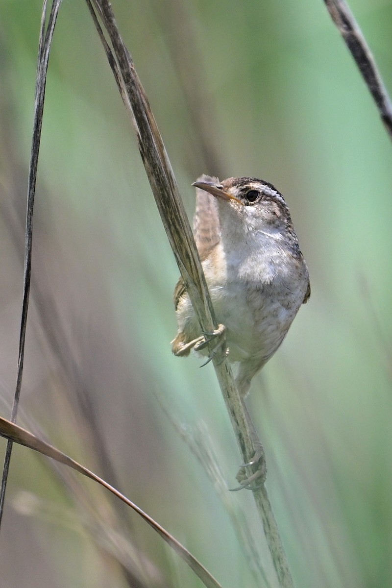 Marsh Wren - ML581251191