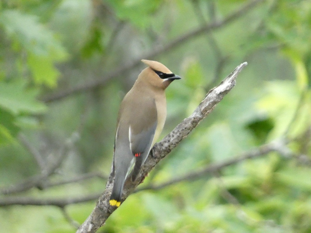 ヒメレンジャク - ML581251241