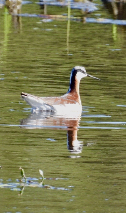 hvithalesvømmesnipe - ML581253921