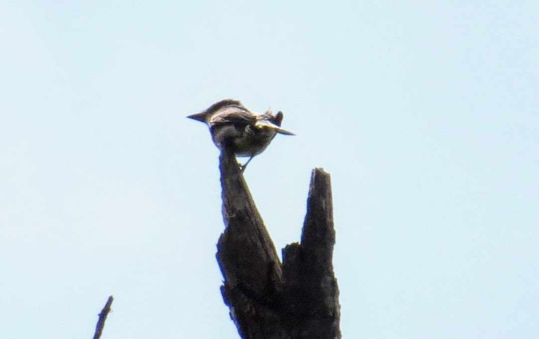 Olive-sided Flycatcher - ML58125451