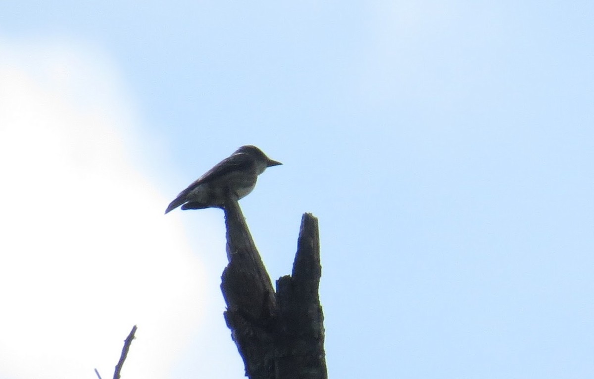 Olive-sided Flycatcher - ML58125471