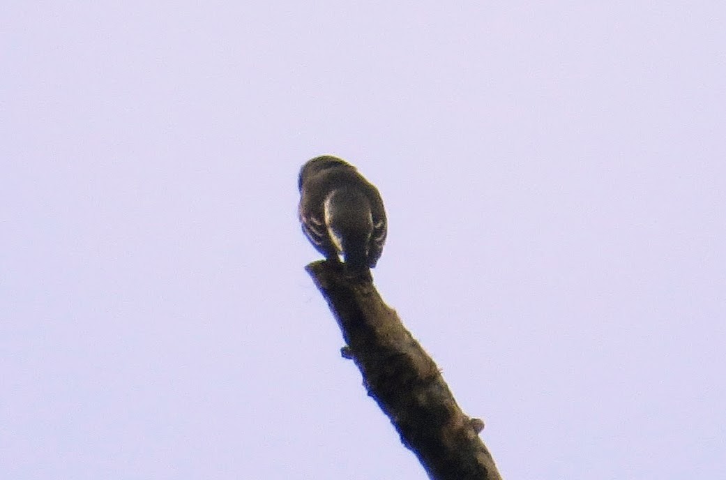 Olive-sided Flycatcher - ML58125481