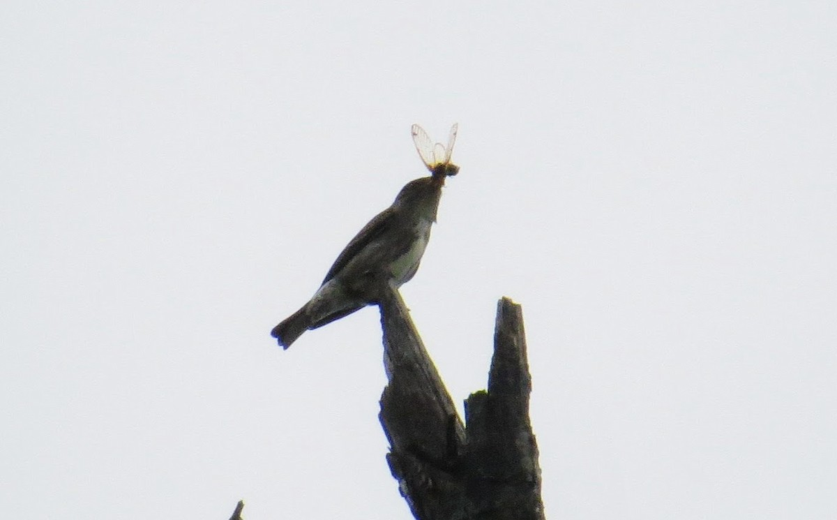 Olive-sided Flycatcher - ML58125491