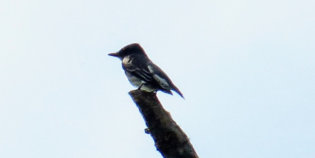 Olive-sided Flycatcher - ML58125521