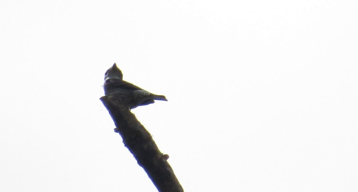 Olive-sided Flycatcher - ML58125531