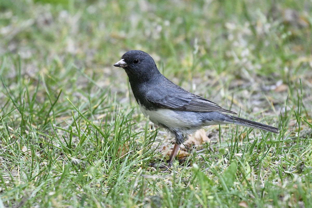 Dark-eyed Junco - ML581255591