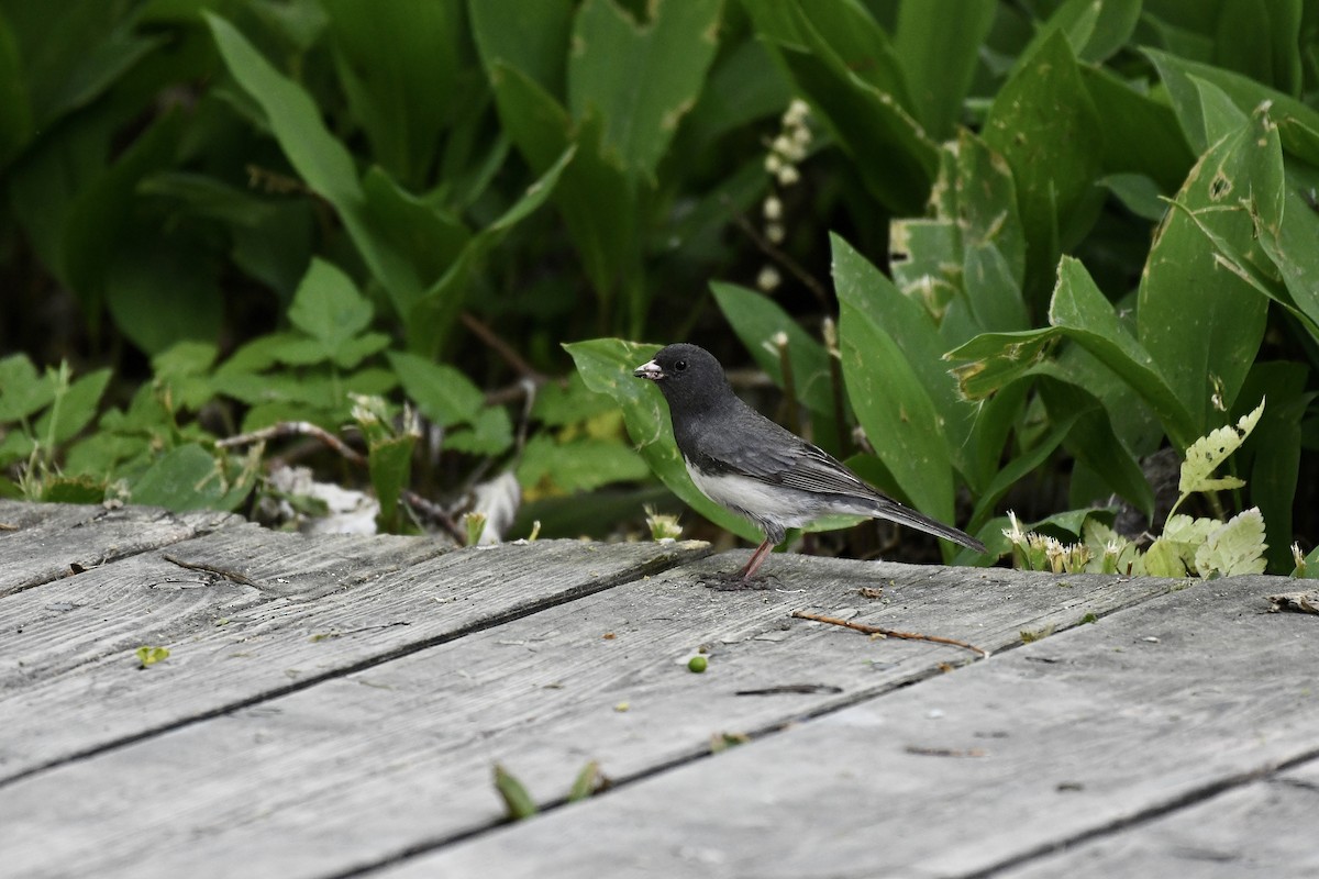 Dark-eyed Junco - ML581255601