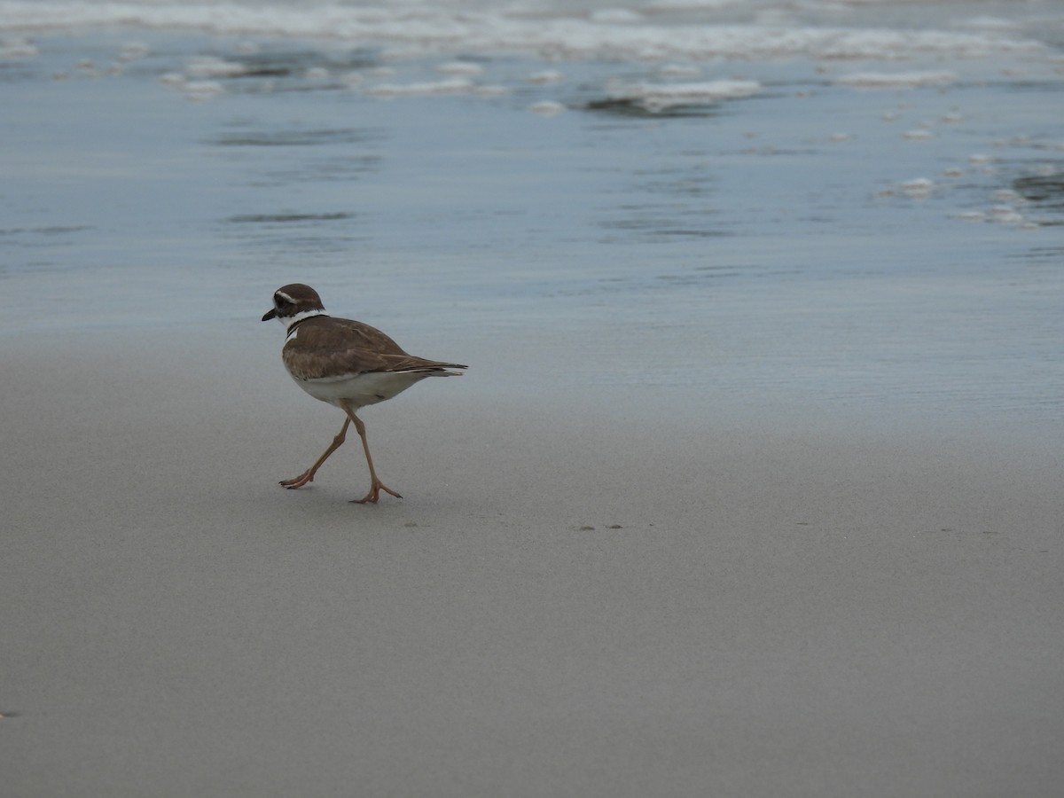 Killdeer - ML581256101