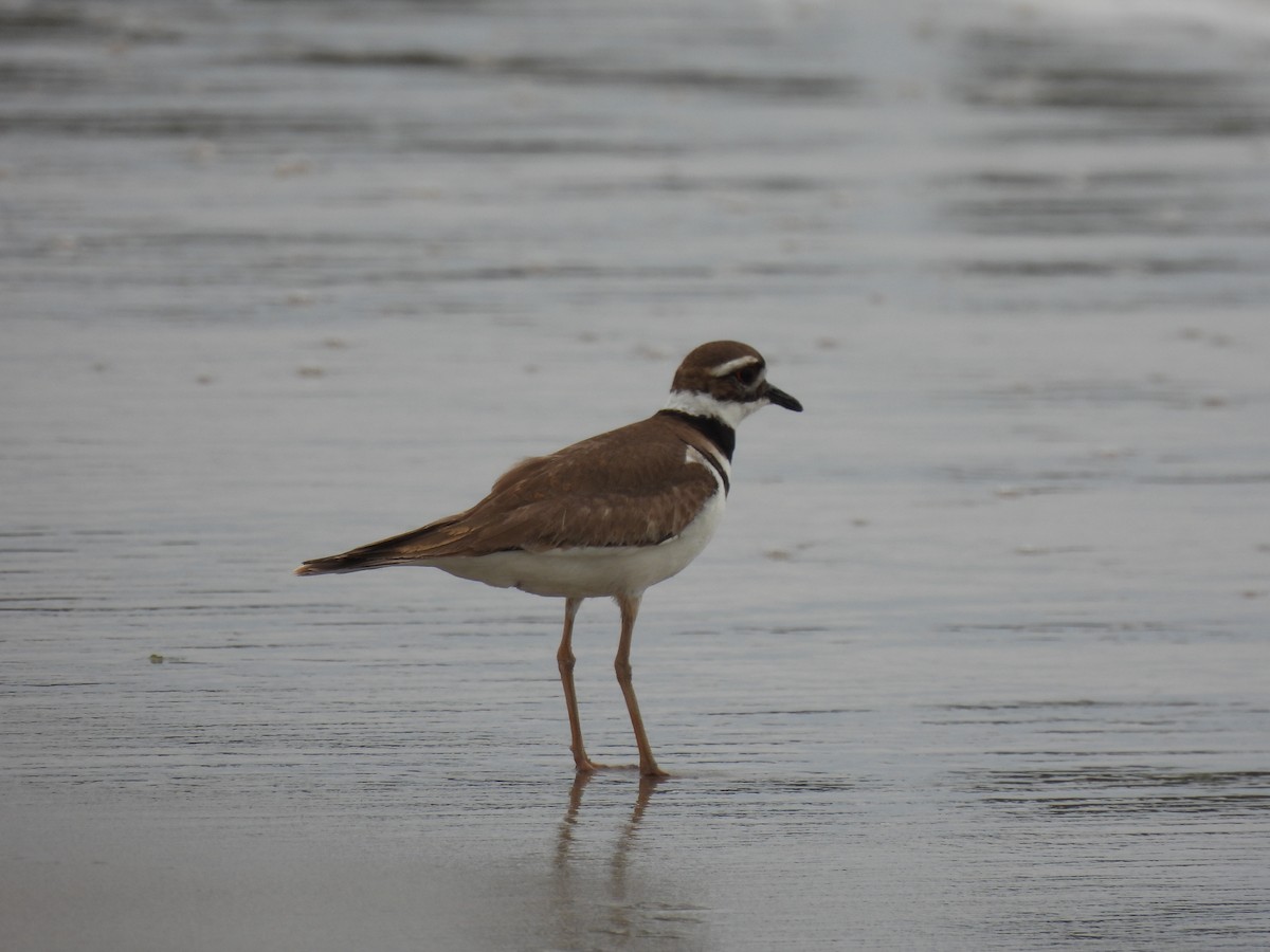Killdeer - ML581256111