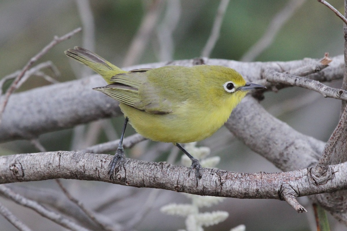 Australian Yellow White-eye - Colin Trainor