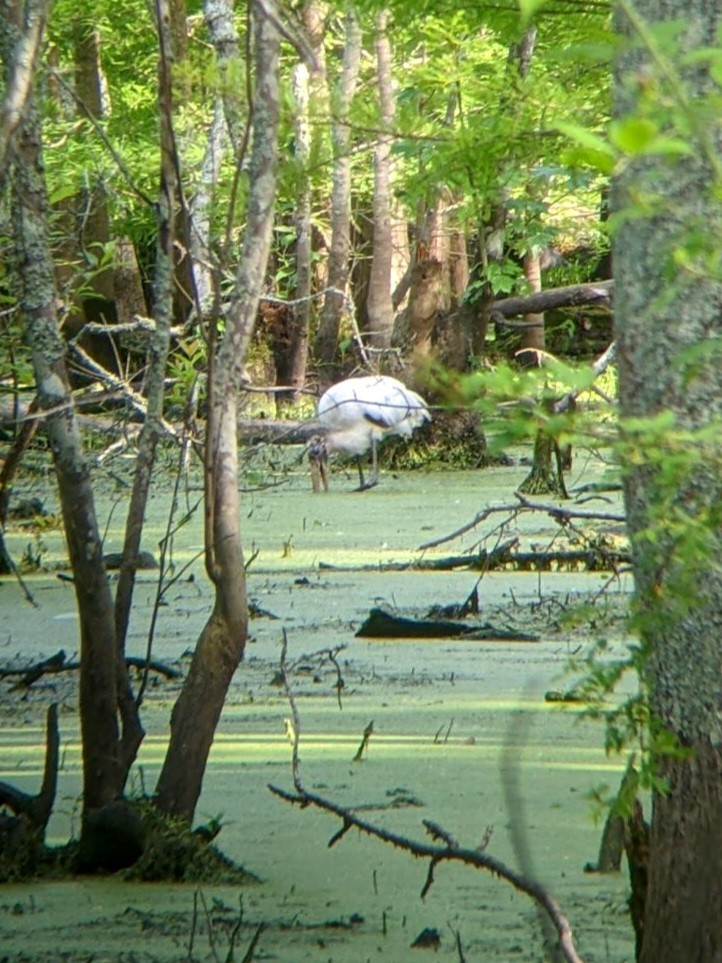 アメリカトキコウ - ML581257431