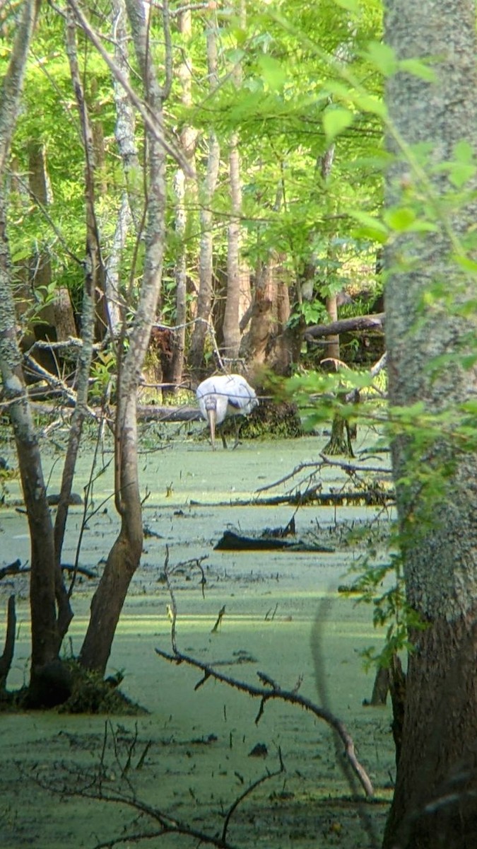 アメリカトキコウ - ML581257541