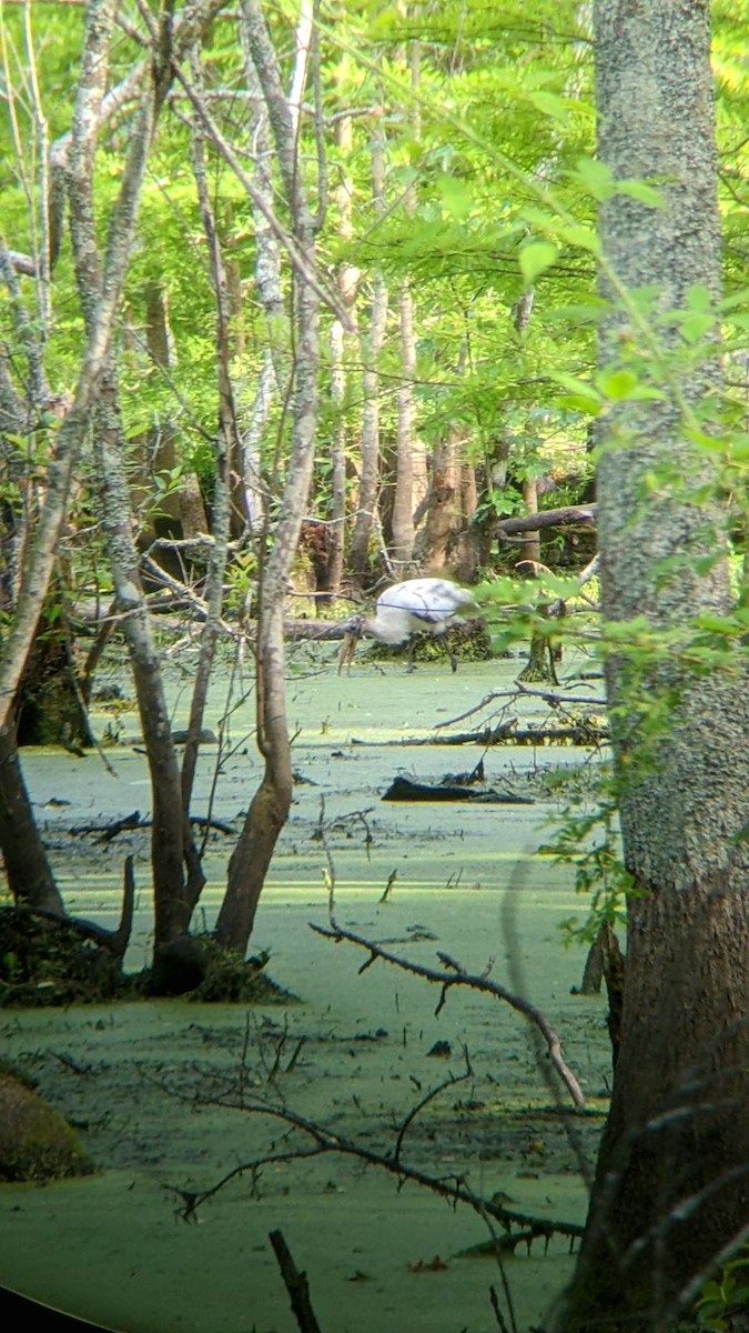 Wood Stork - ML581257591