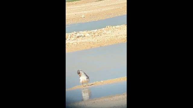 Large-billed Tern - ML581258181