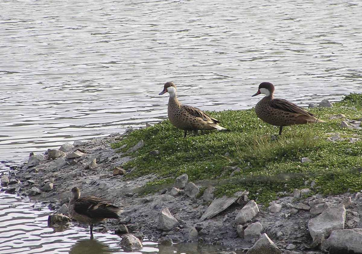 White-cheeked Pintail - Thomas Plath