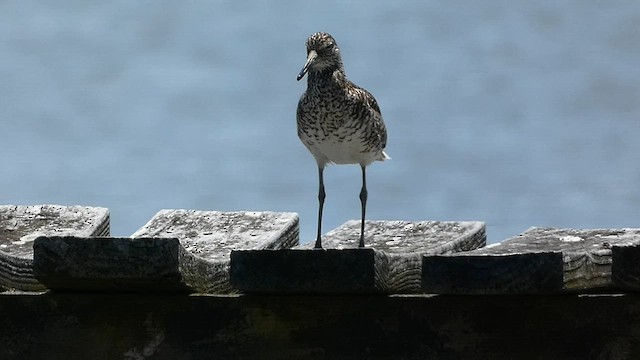 Willet - ML581259051