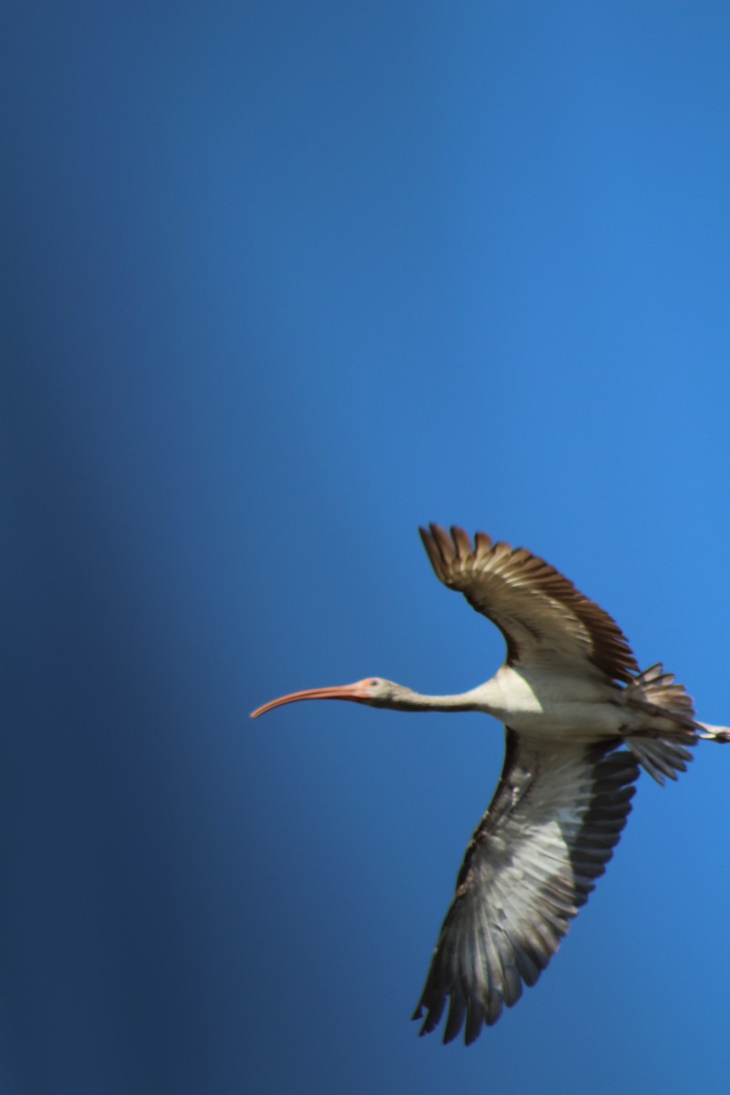 ibis bílý - ML581259921