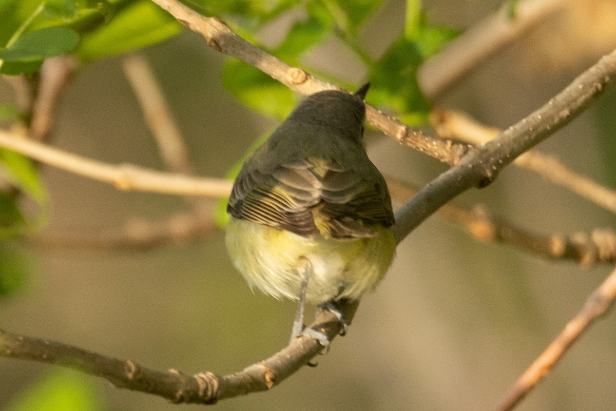 Warbling Vireo - ML581259991