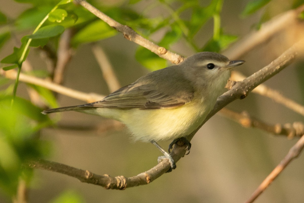 Warbling Vireo - ML581260001