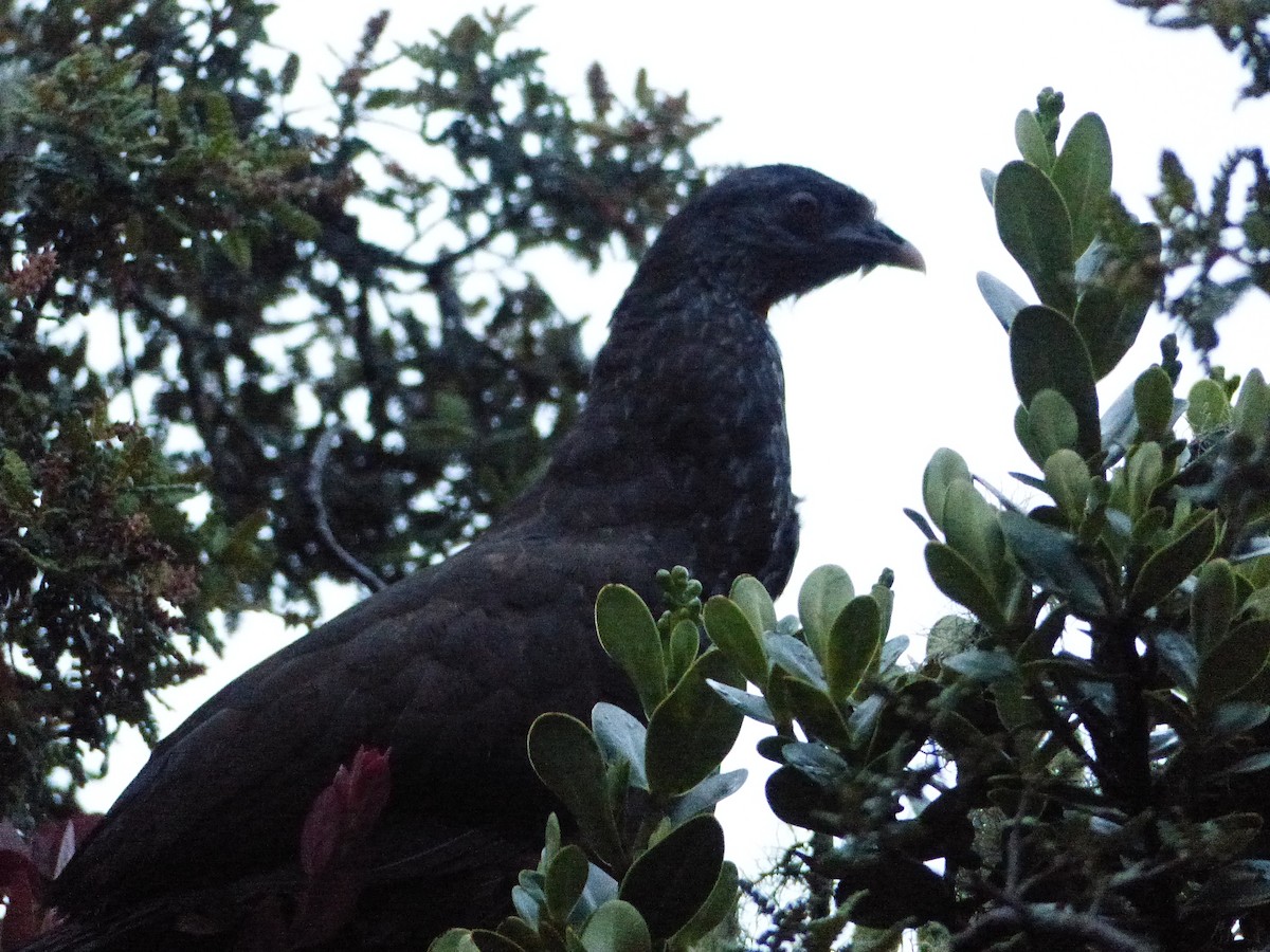 Andean Guan - Juan Hortua