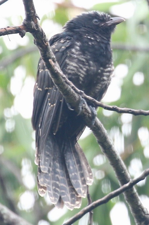 Asian Koel - Wendy Chin