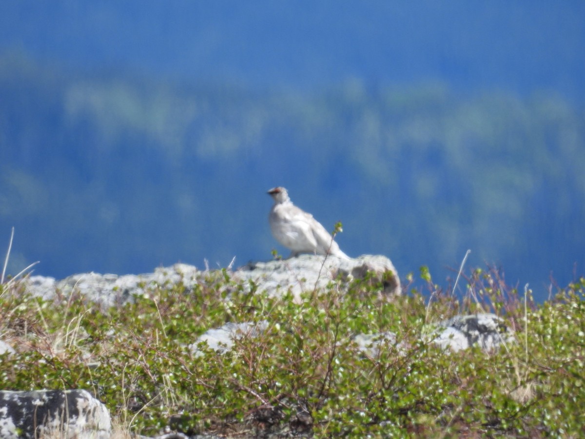 Rock Ptarmigan - ML581261831