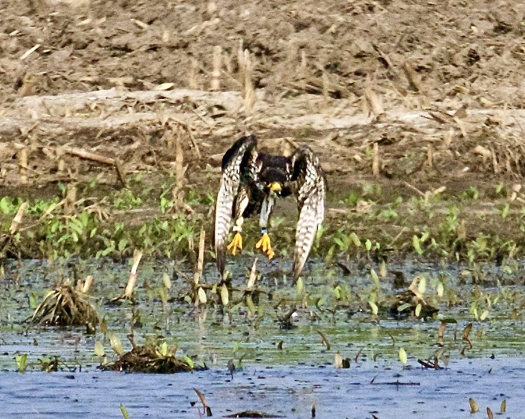 Halcón Peregrino - ML581262341