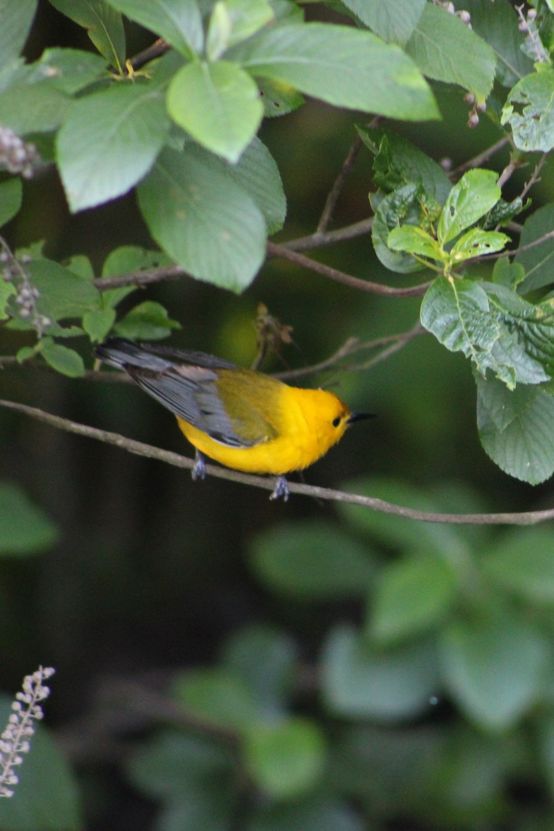 Prothonotary Warbler - ML581262951