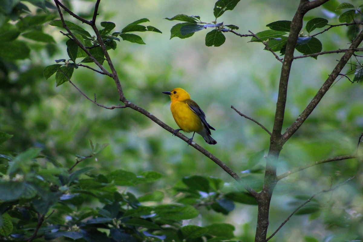 Prothonotary Warbler - ML581262961