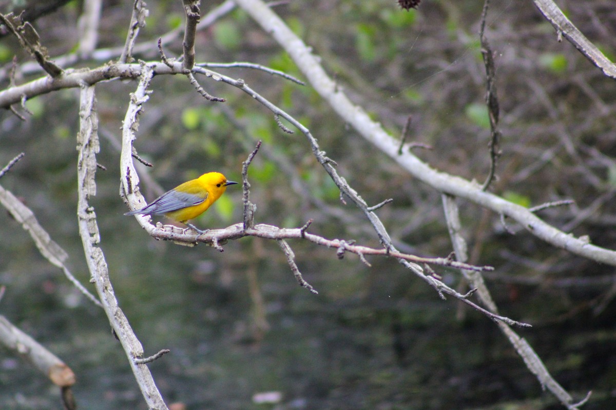 Prothonotary Warbler - ML581262971