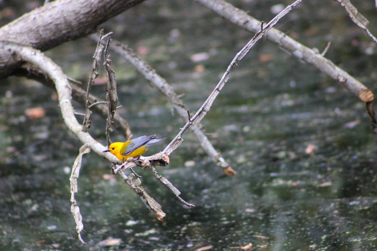 Prothonotary Warbler - ML581262981
