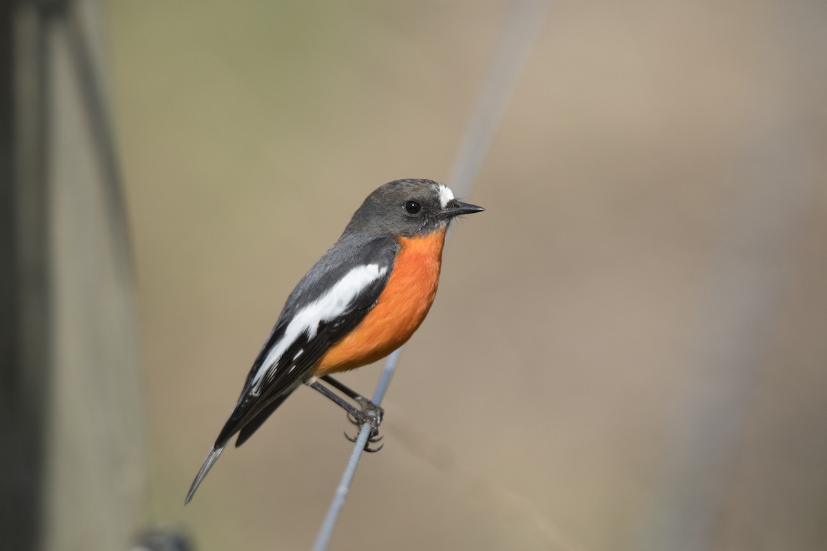 Flame Robin - ML58126301