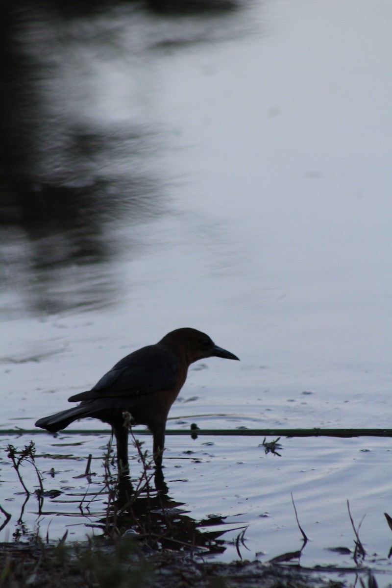 Boat-tailed Grackle - ML581263161