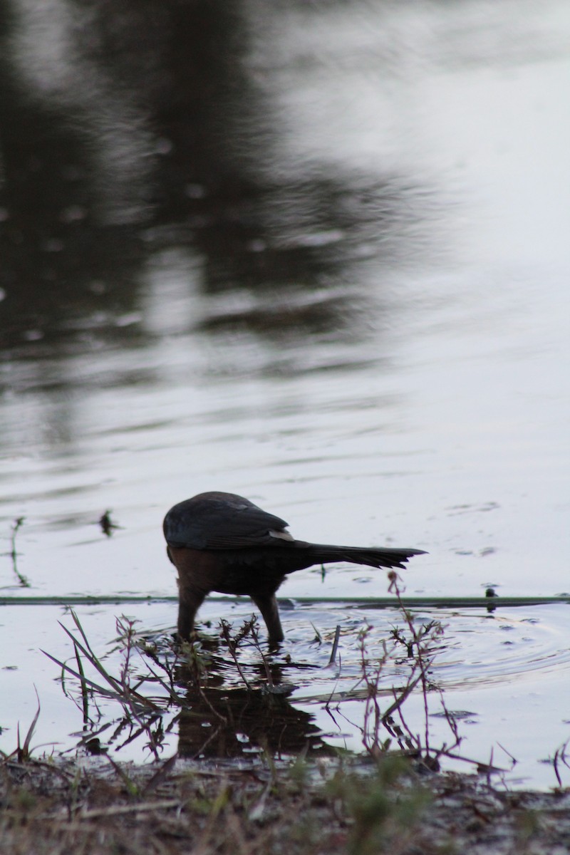 Boat-tailed Grackle - ML581263171