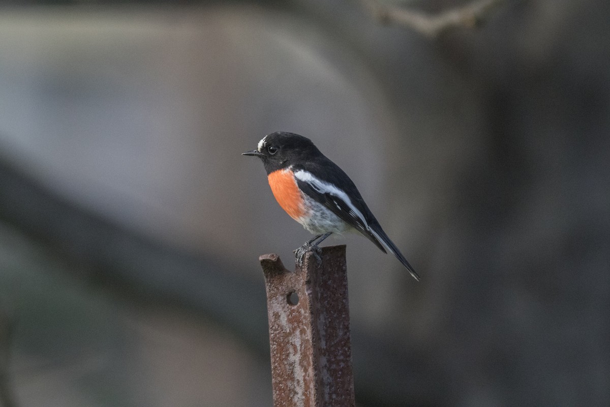 Scarlet Robin - ML58126321