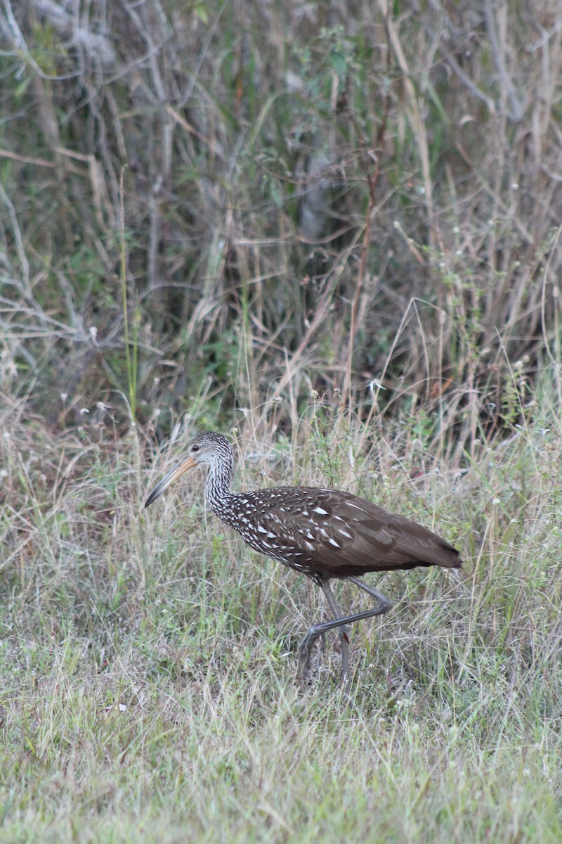 Limpkin - ML581263551