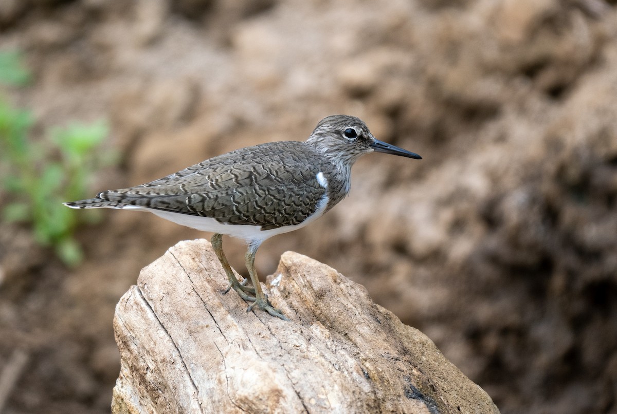 Common Sandpiper - Forest Botial-Jarvis