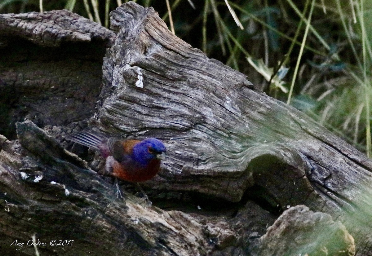 Varied x Painted Bunting (hybrid) - ML581264681