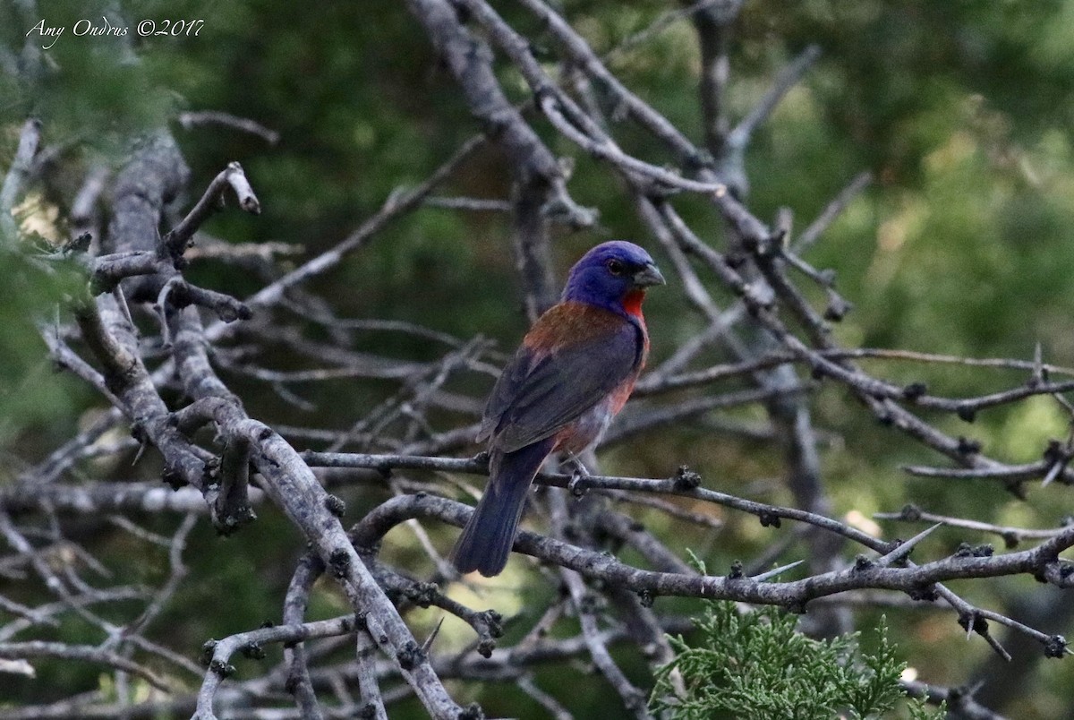 Varied x Painted Bunting (hybrid) - Amy Ondrus