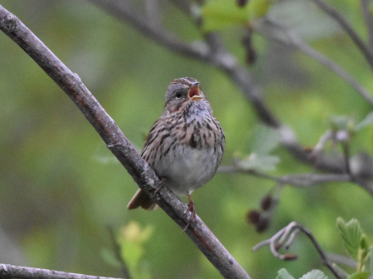 Lincoln's Sparrow - ML581265031