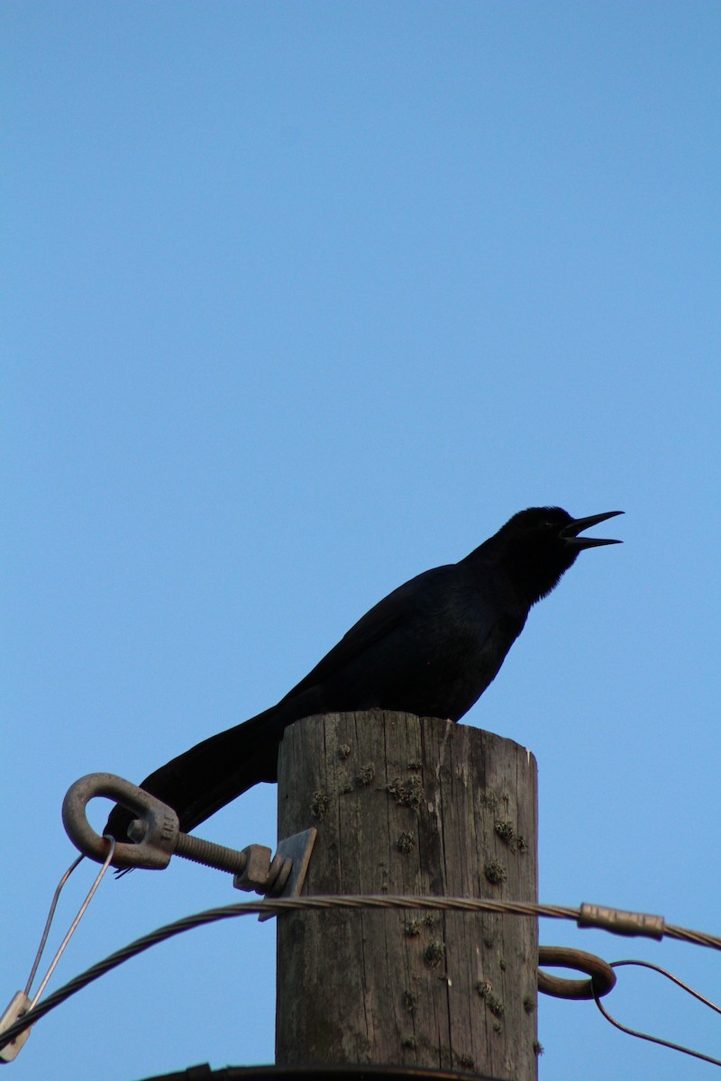 Boat-tailed Grackle - ML581265041