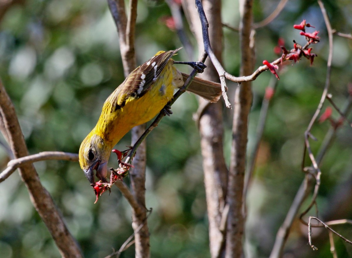 Yellow Grosbeak - michael carmody