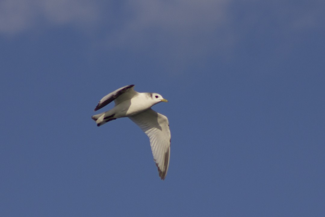 Mouette tridactyle - ML58126591