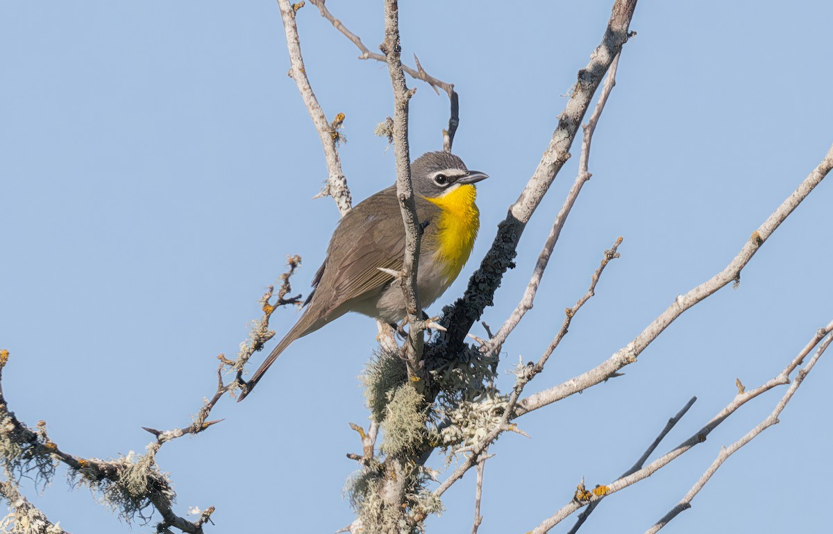 Yellow-breasted Chat - Neal Tollisen