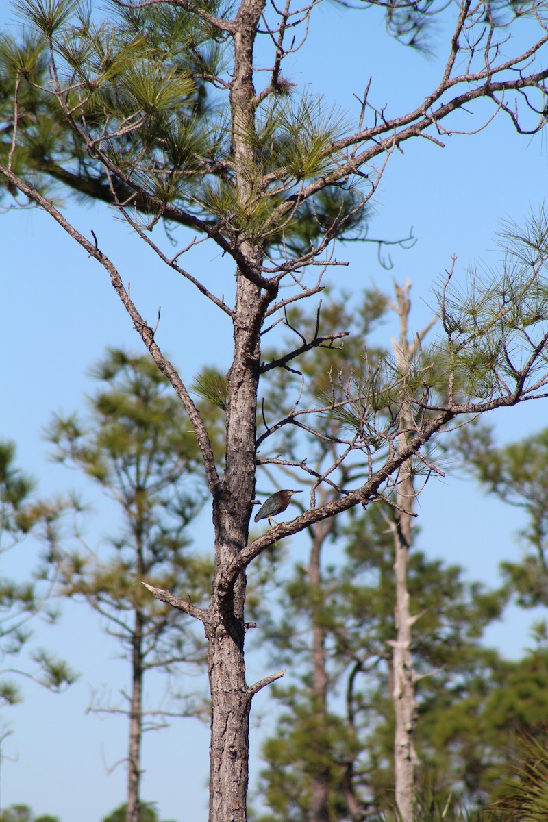 Green Heron - ML581267341