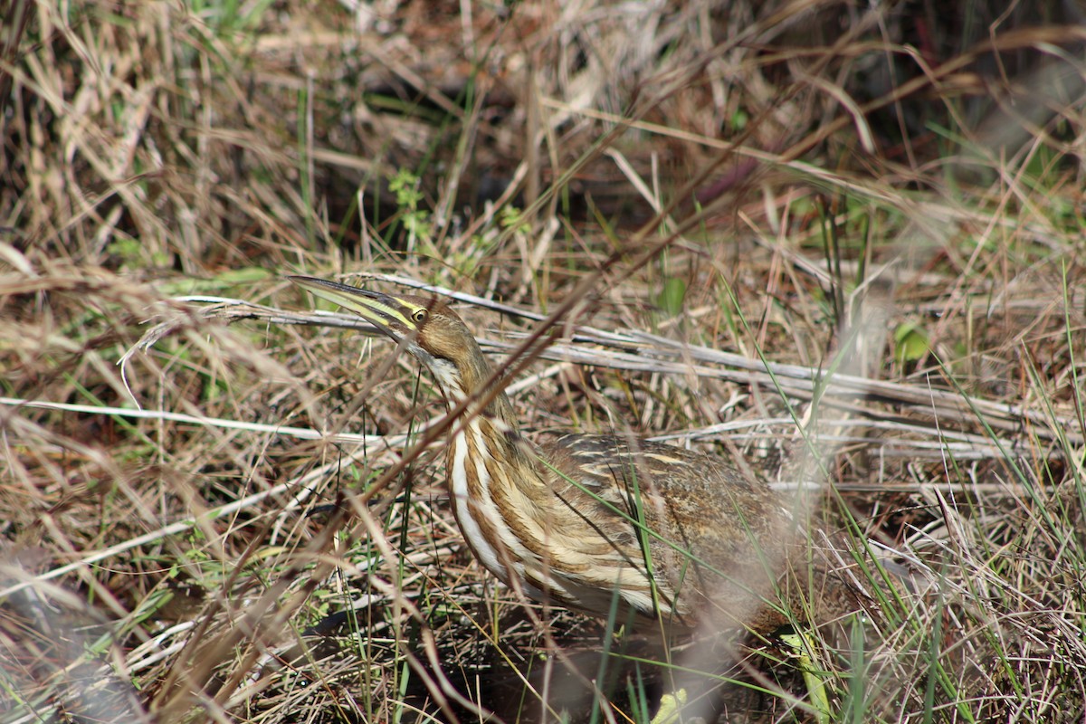 American Bittern - ML581267451