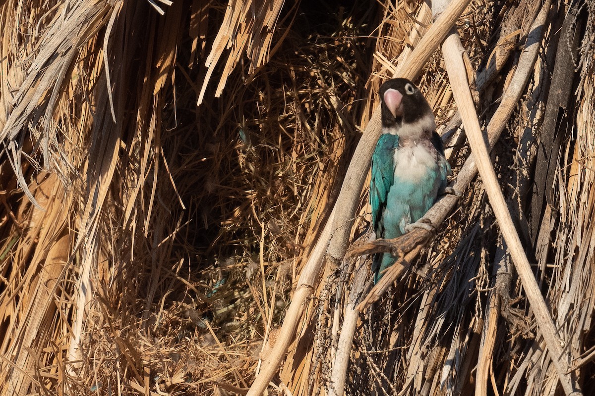 Yellow-collared Lovebird - ML581269181