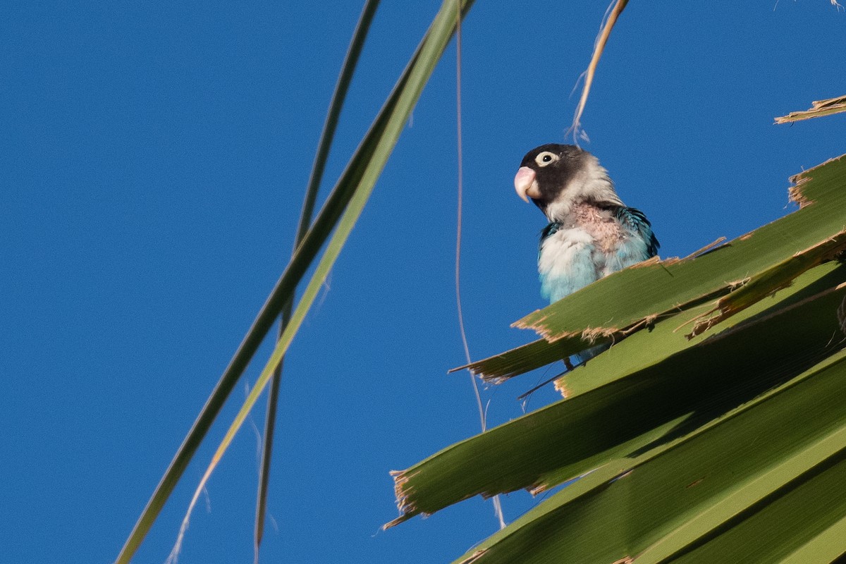 Yellow-collared Lovebird - ML581269201